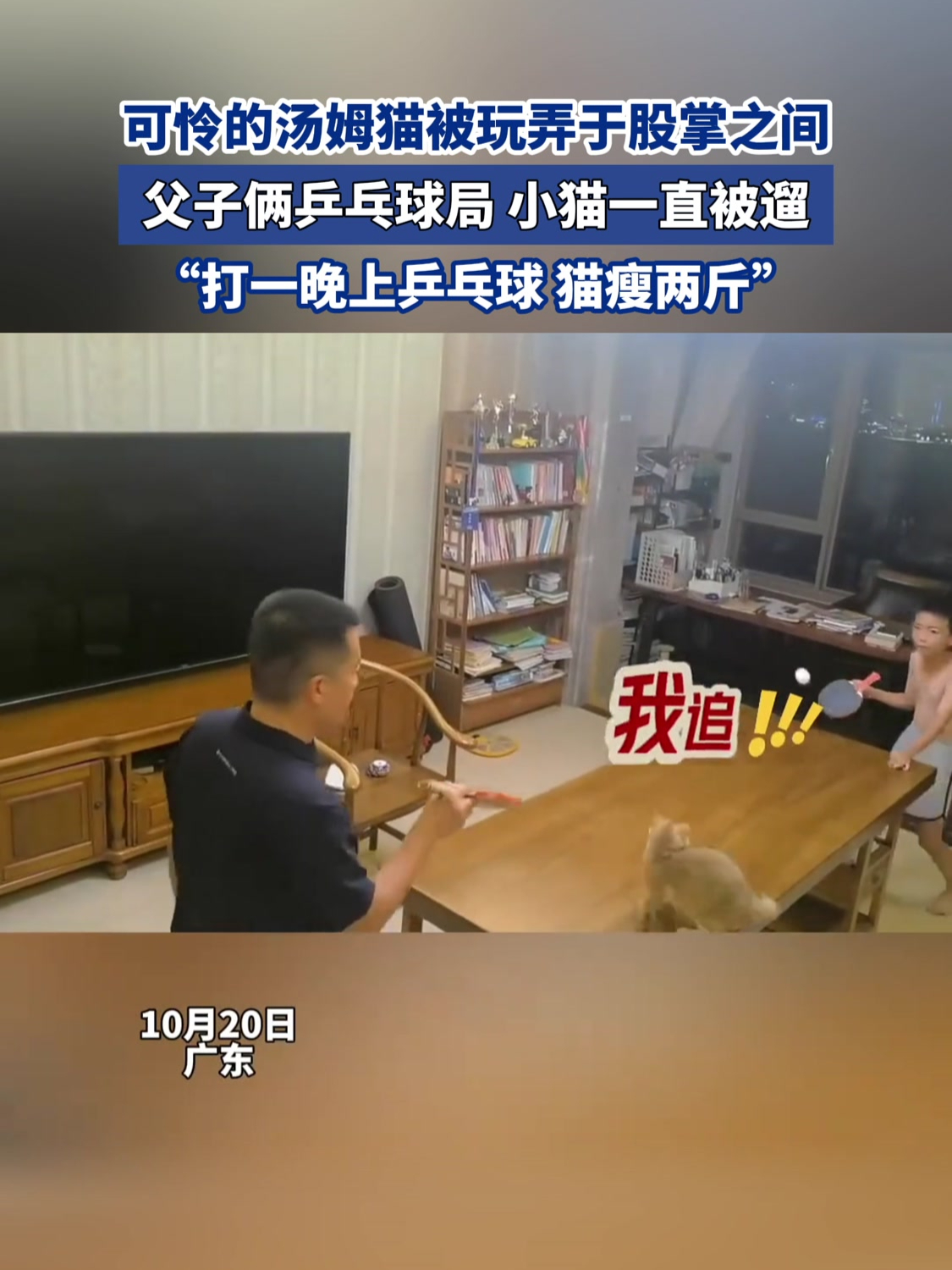 可怜的汤姆猫被玩弄于股掌之间,父子俩乒乓球局 小猫一直被遛