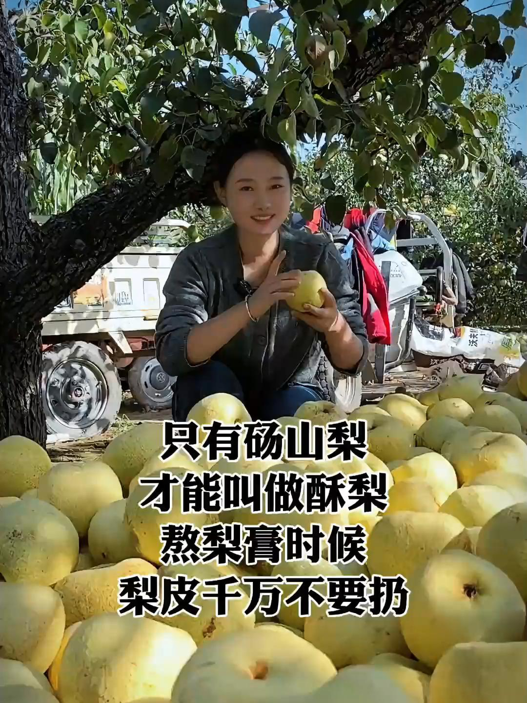 什么才叫做酥梨?只有砀山的梨,才能叫做酥梨