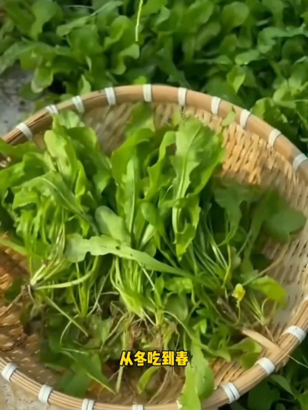 大叶荠菜南方北方都能种,耐寒性特别好,营养还好吃
