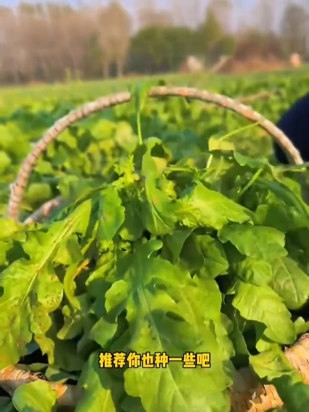 荠菜撒籽就活,好种不招虫,个把月就能采收