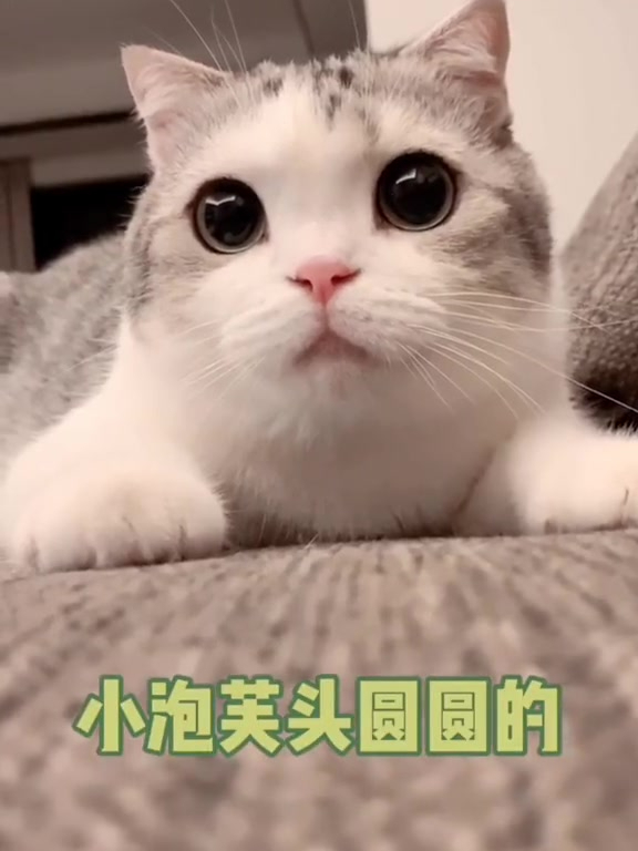 好圆的小泡芙!