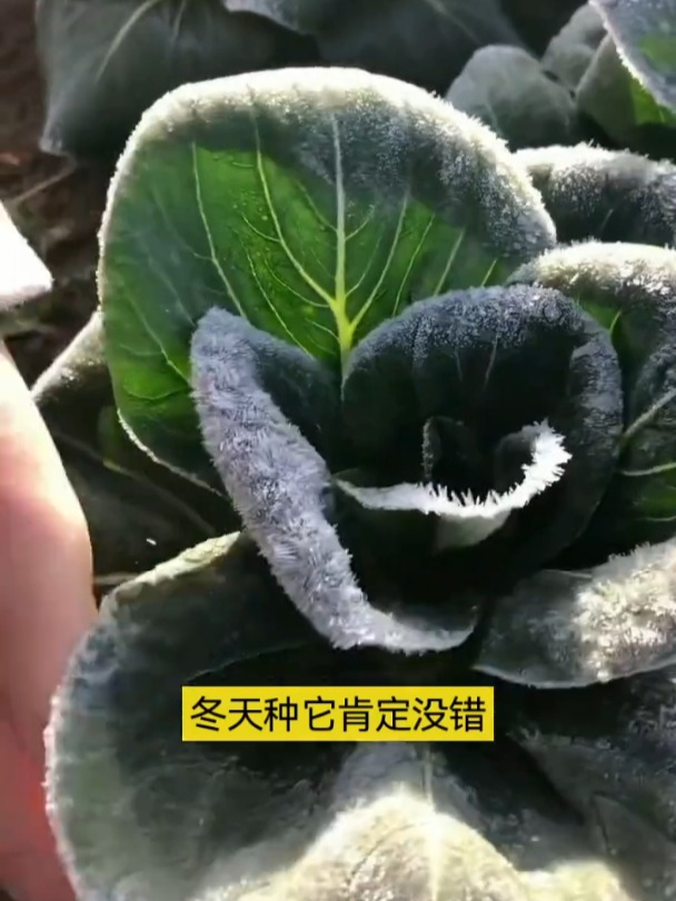黑叶苏州青耐寒又抗病,现在正是播种的时候,比普通白菜更好吃!