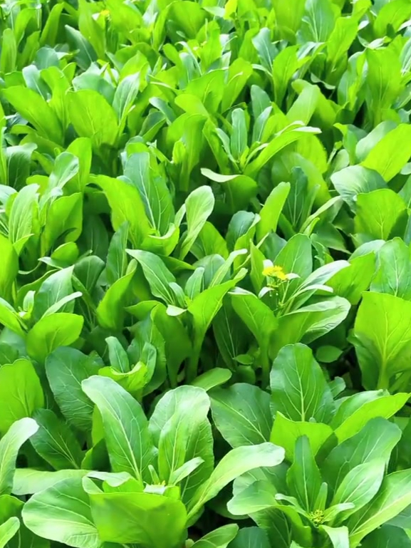 四季甜菜心,种植简单,越掐长得越快