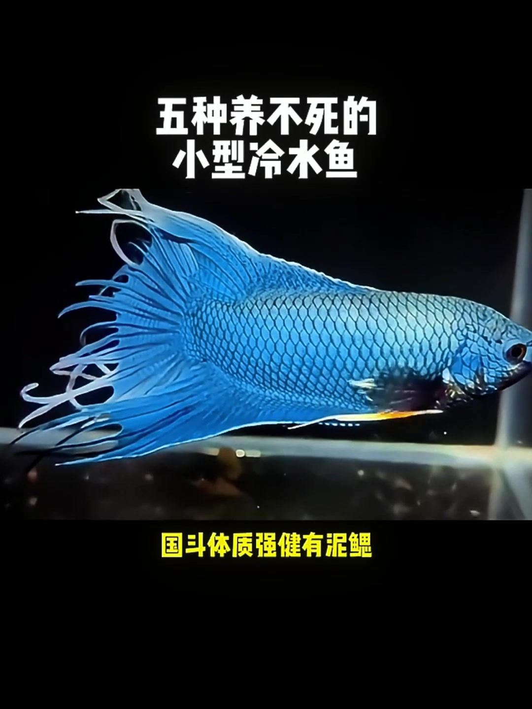 生命力爆表!5种无需养功的小型冷水鱼!