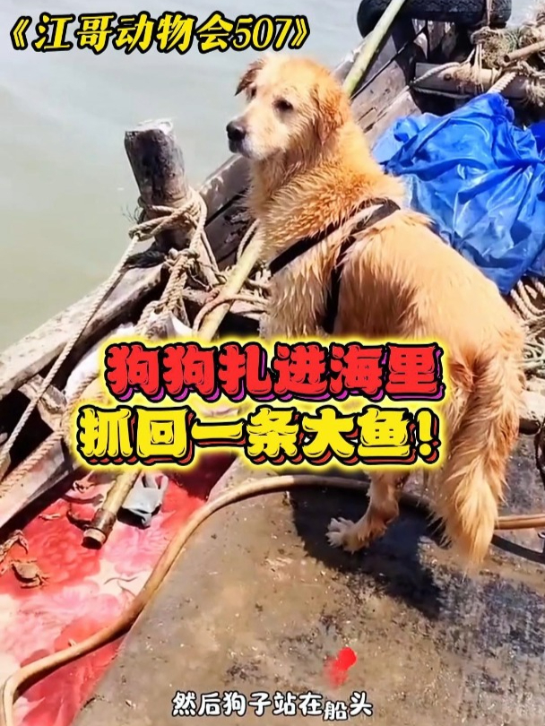 狗狗扎进海里,抓回一条大带鱼!