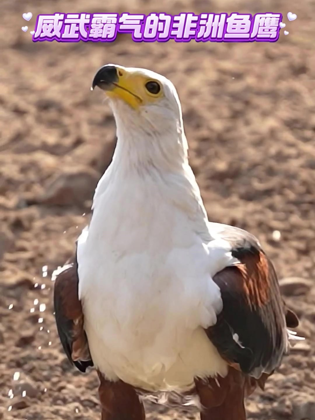 威武霸气的非洲鱼鹰