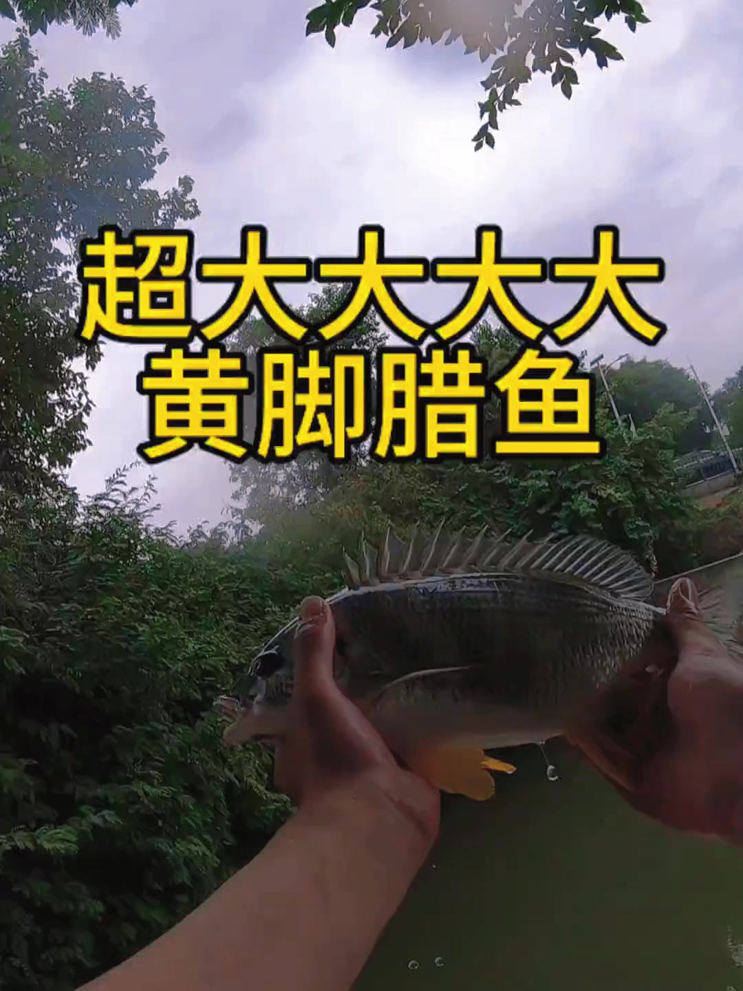 神秘河道再现超大大大大条黄脚腊鱼
