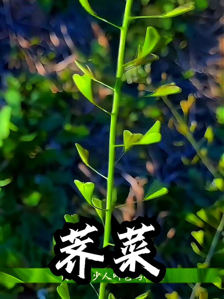荠菜也叫鸡心菜,拿它煮鸡蛋食用,可以让人食欲大增