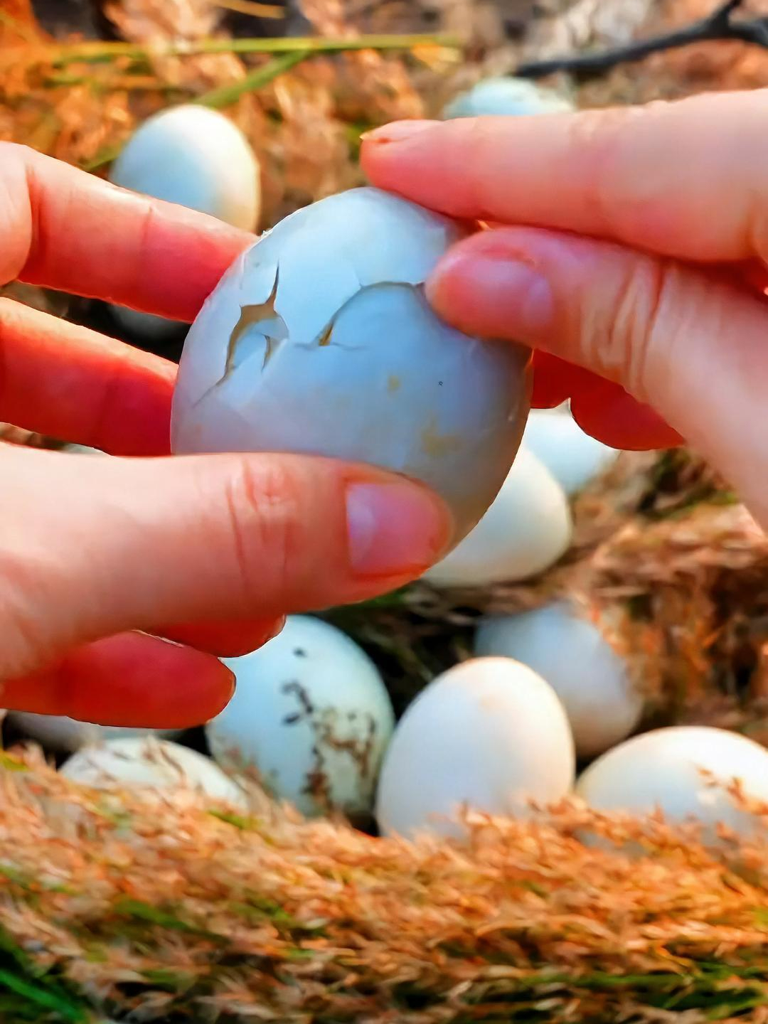 真正的烤海鸭蛋?减盐慢腌低温烘烤?还是北海红树林散养鸭下的蛋