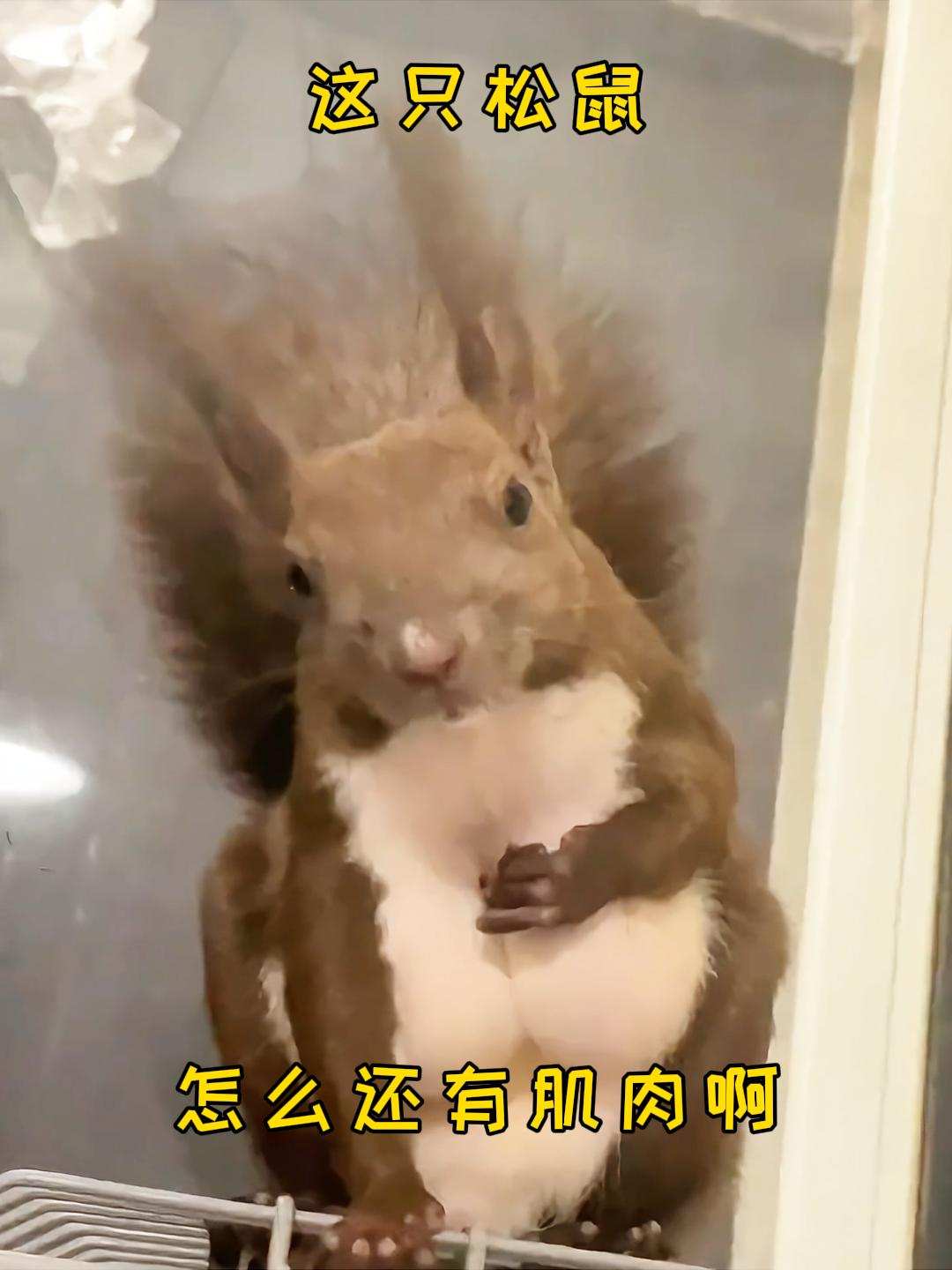 这只松鼠,怎么还有肌肉啊!