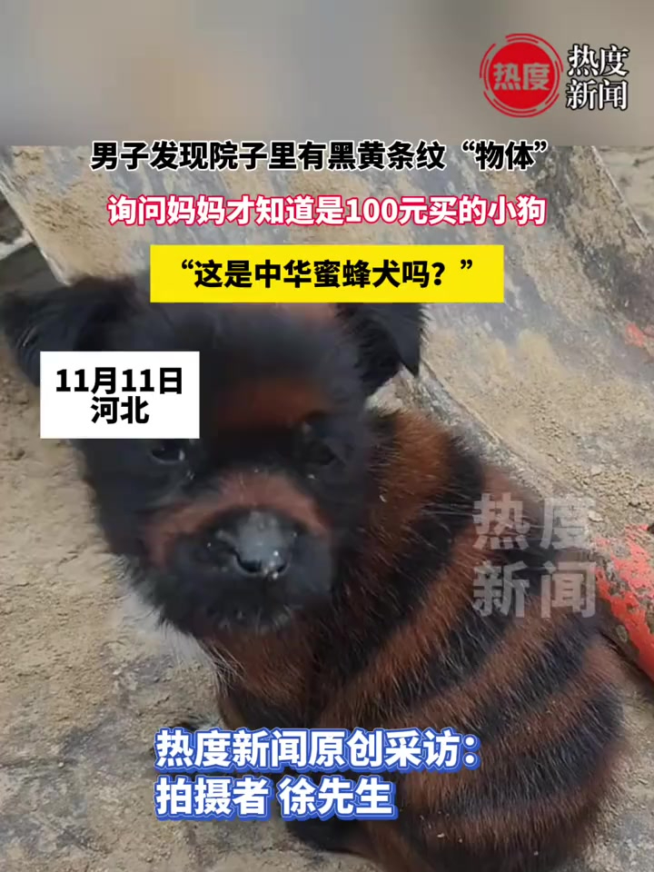 男子发现园子里有黑黄条纹“物体”,询问妈妈才知道是100元买的小狗,“这是中华蜜蜂犬吗?”