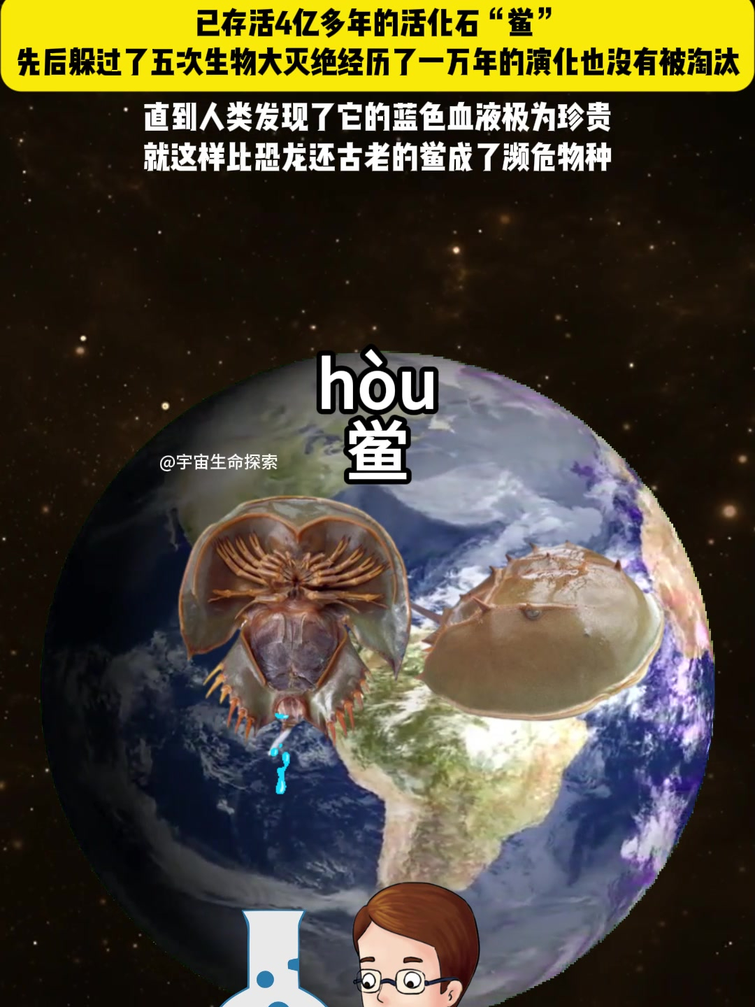 活化石鲎躲过了生物大灭绝,却没有逃脱掉人类的魔爪