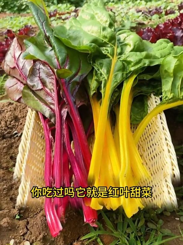 红根甜菜口感甜脆,现在正当种植,还能反复采收!