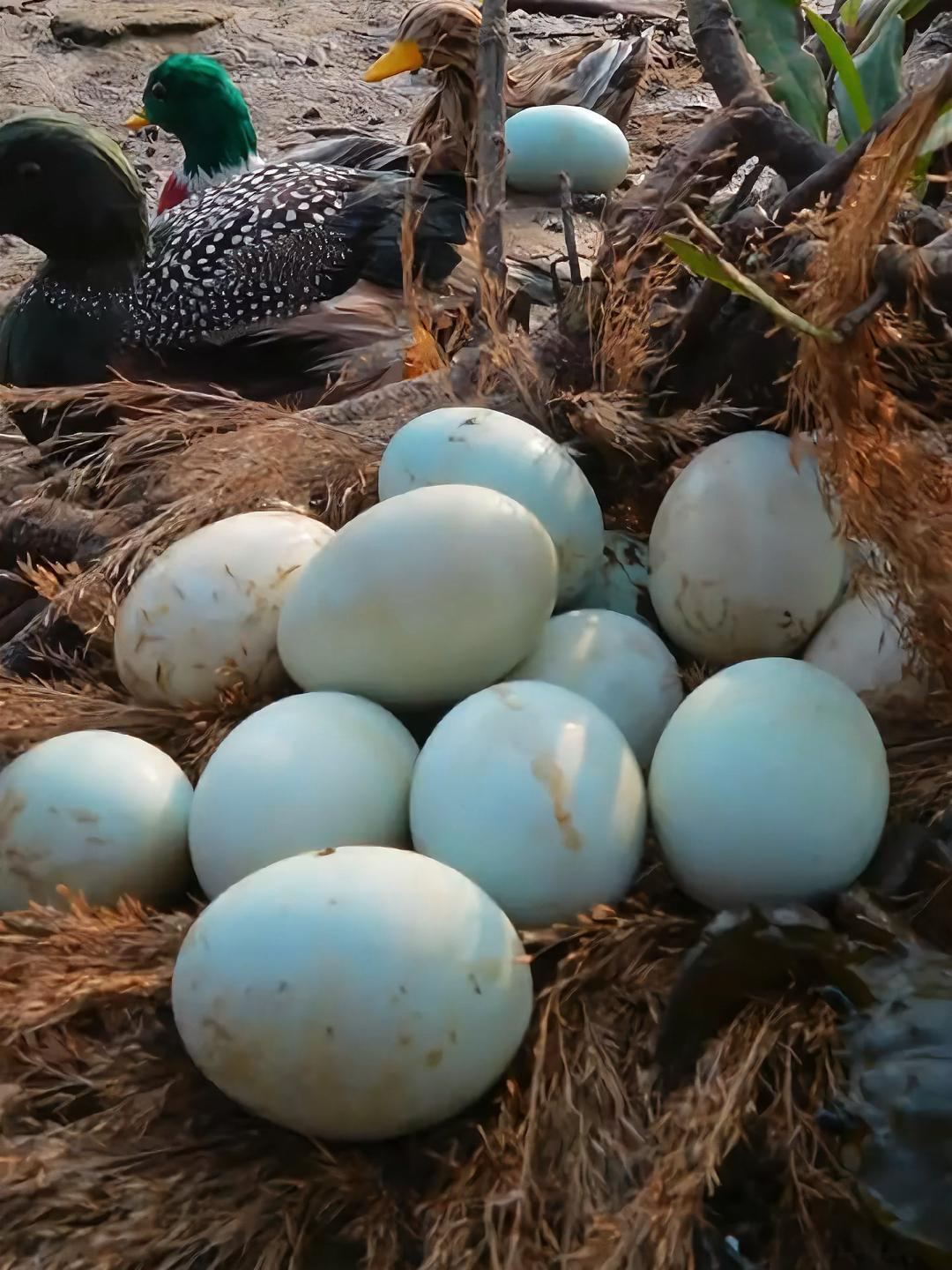 营养价值高?流油还不齁咸,而且还是北海烤海鸭蛋