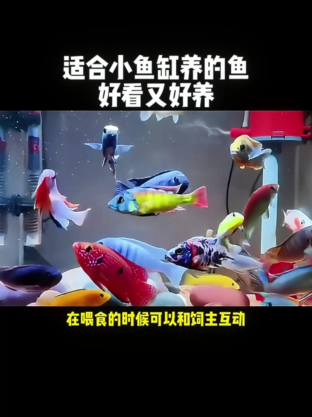 适合小鱼缸的观赏鱼有哪些?你养过没?