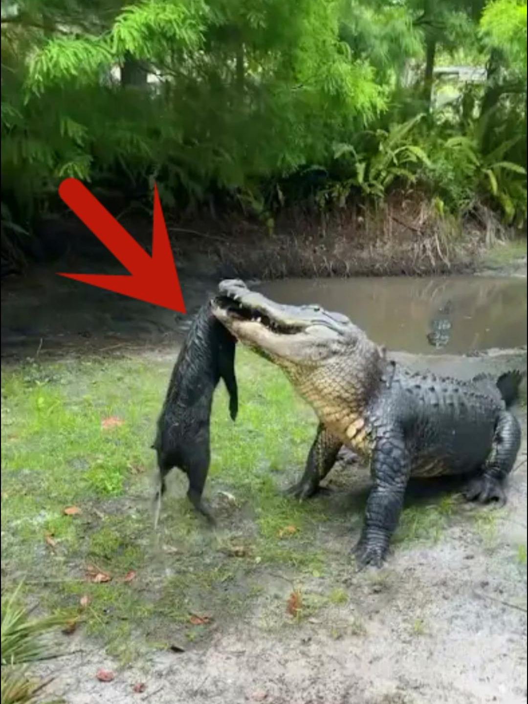 鳄鱼进食太恐怖了!一头小猪就这样没了