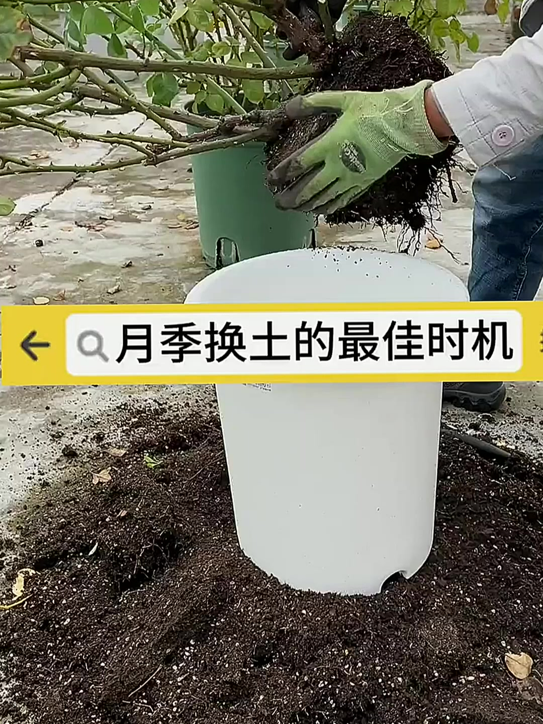 “养花高手都在做!揭秘月季换土的正确打开方式”