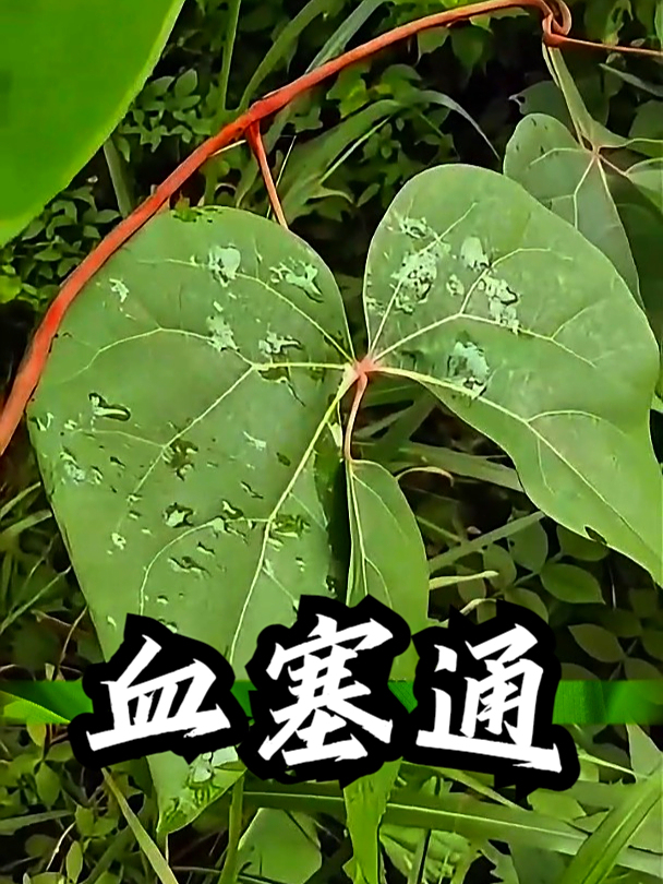 血塞通也叫五花血藤,如果血液循环不顺畅,可以试试五花血藤