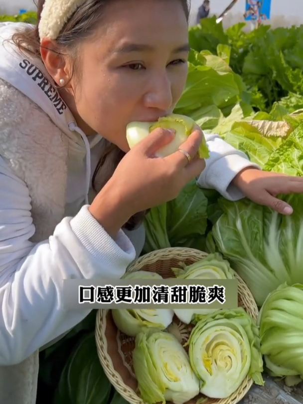 包心芥菜叶片肥厚,常用来腌制小菜,北方人甚少吃过!