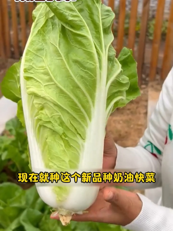 特色白菜新品种!长得很特殊,还比一般白菜好吃,带甜味