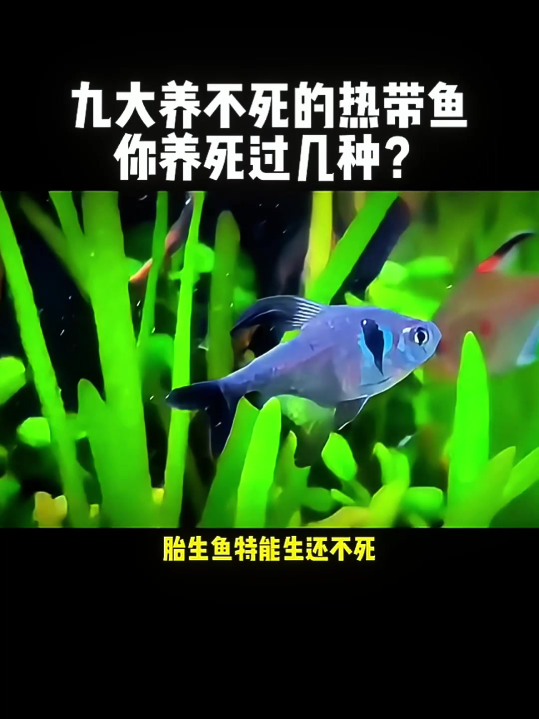 九大养不死的热带鱼究竟是哪些?