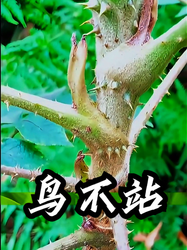 鸟不站也叫树头菜,拿树皮和瘦肉一起炖汤,既美味又滋补