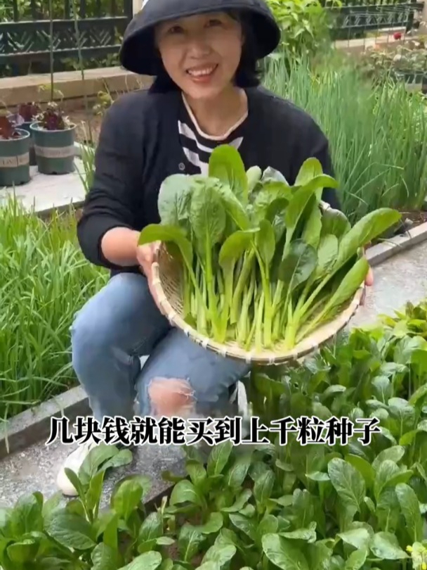 好种又好吃的四季菜心,掐着吃长得快,营养价值很高