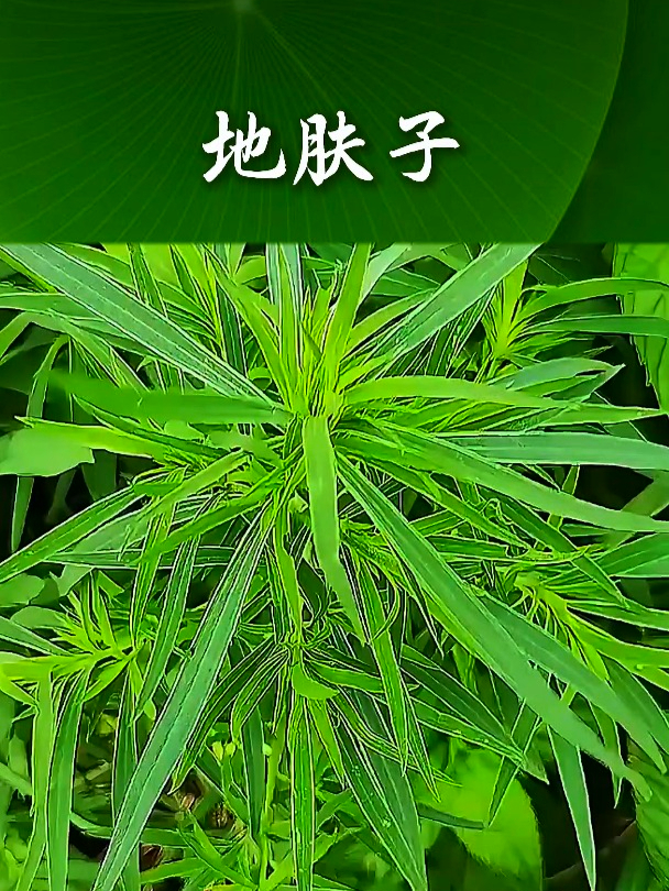 扫帚菜也叫地肤子,拿它凉拌食用,能促进人们的食欲