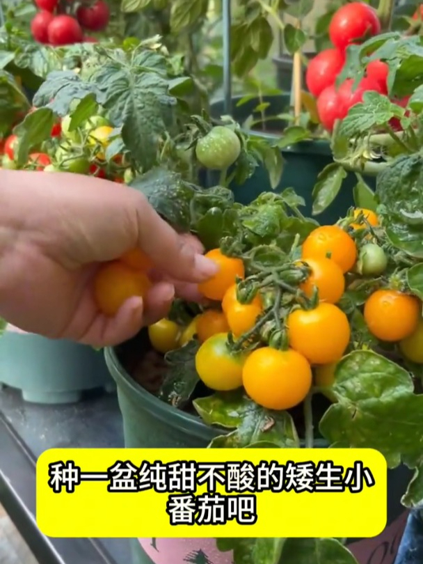 四季小番茄风味甜美,种植简单易操作,南北方均可种