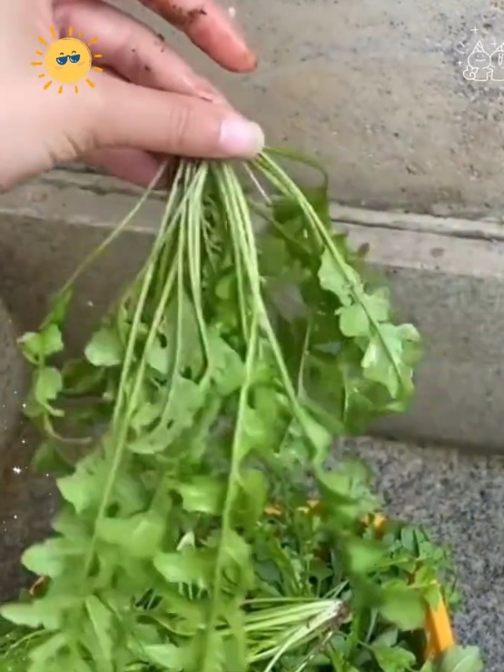 荠荠菜现在种,它特别耐寒,撒一把种子随便吃!