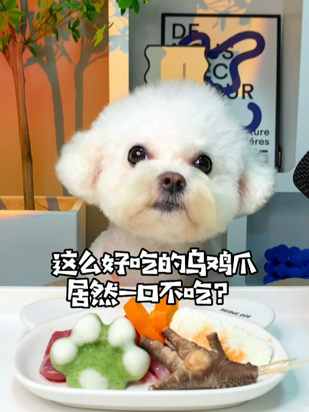 这么好吃的乌鸡爪,居然一口不吃?