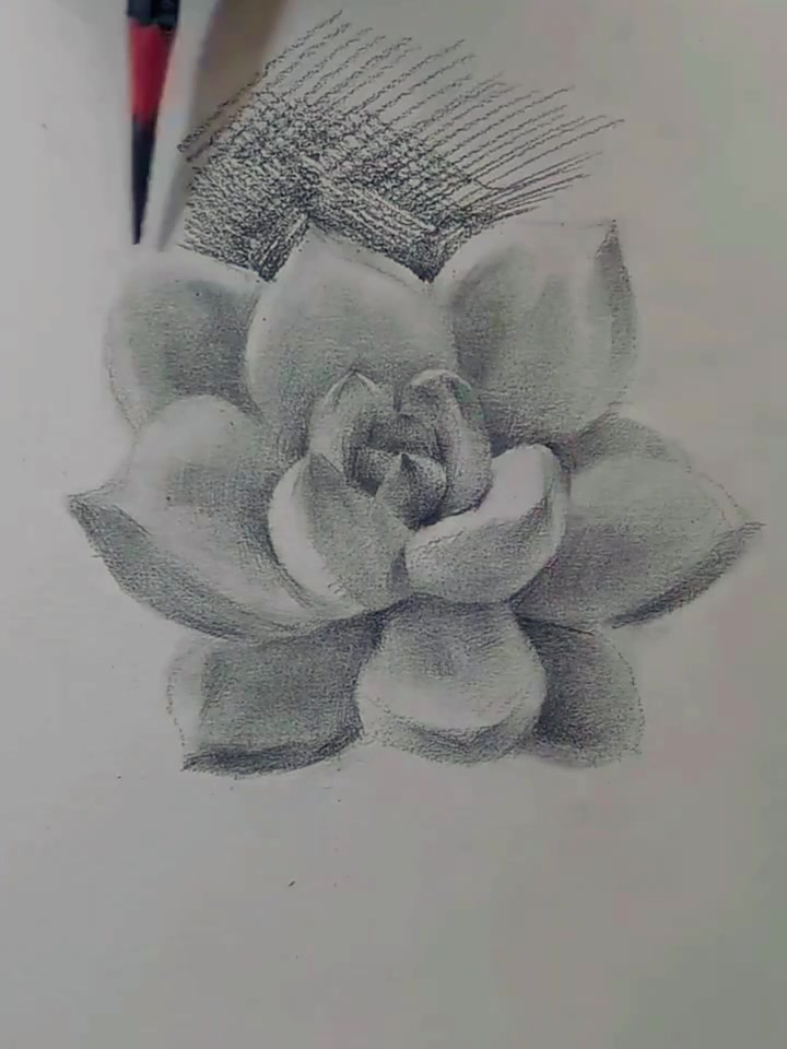 写实素描多肉植物画法详解 画画素描,素描教程