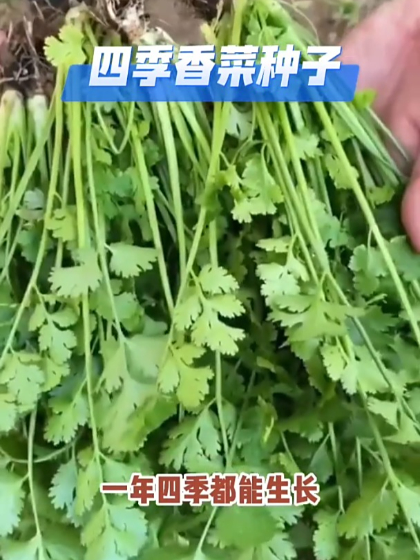 一年四季都可以种的香菜,耐寒耐热,现在播种吃到下霜