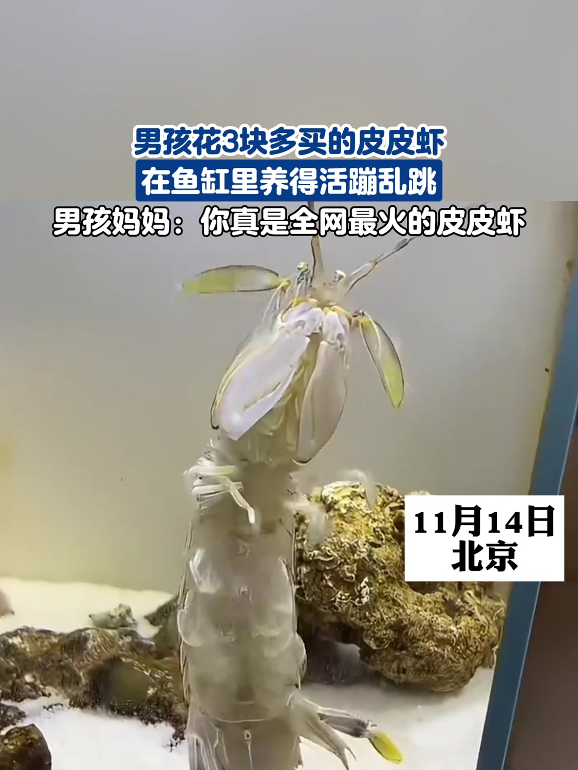 男孩花3块多买的皮皮虾,在鱼缸里养得活蹦乱跳