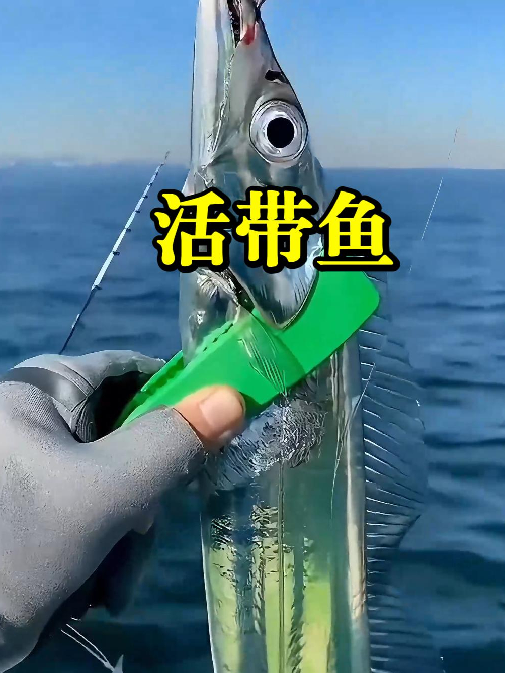 活着的带鱼在阳光底下的样子