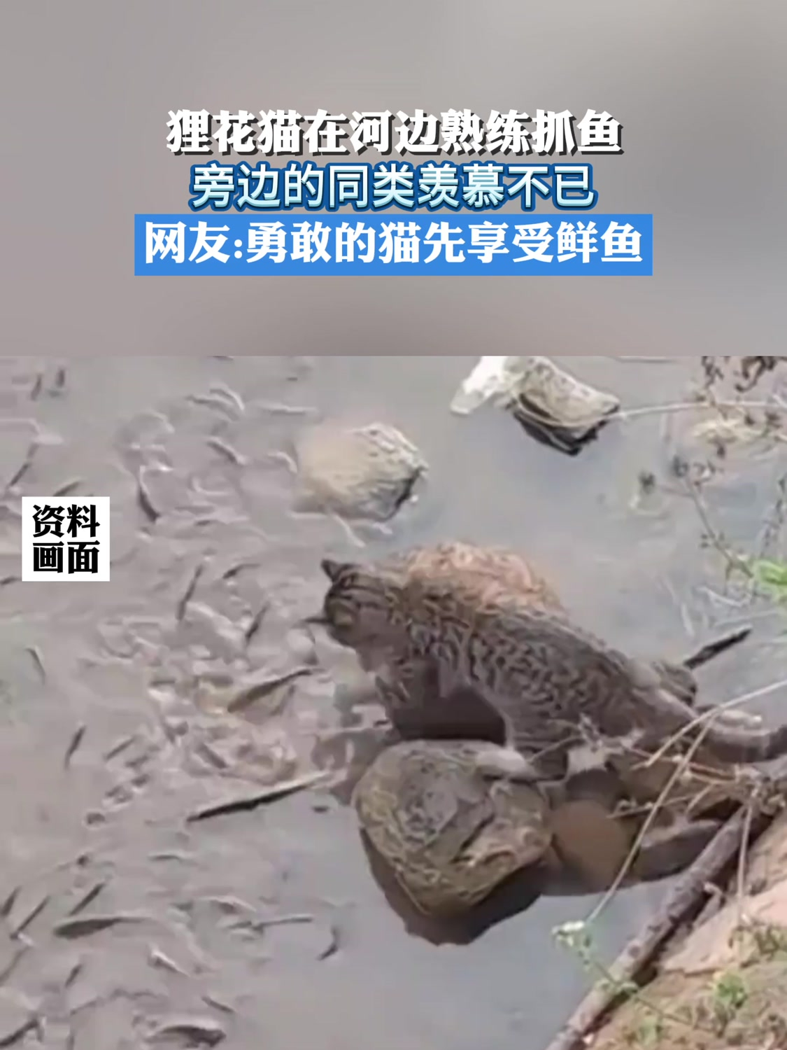 狸花猫在河边熟练抓鱼,旁边的同类羡慕不已
