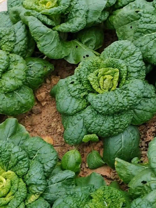 立冬后还能种什么?这些耐寒蔬菜推荐给你