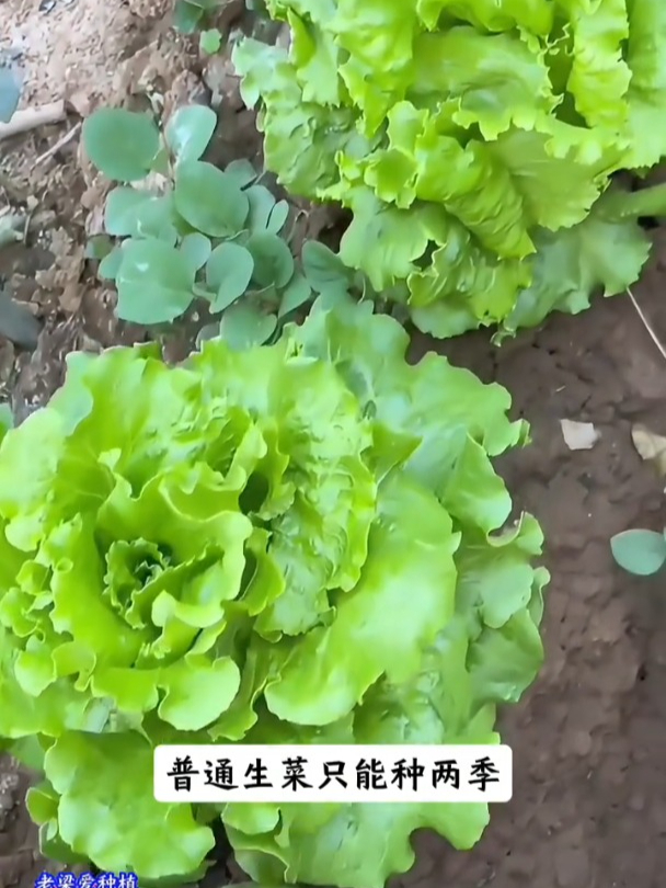 意大利生菜口感甜脆,不挑季节种植,好吃还不生虫