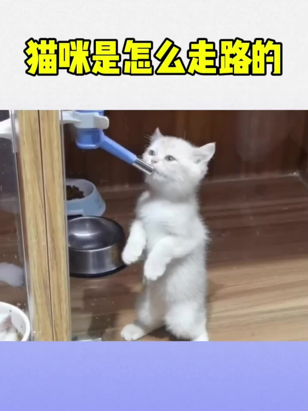 猫咪是怎么走路的