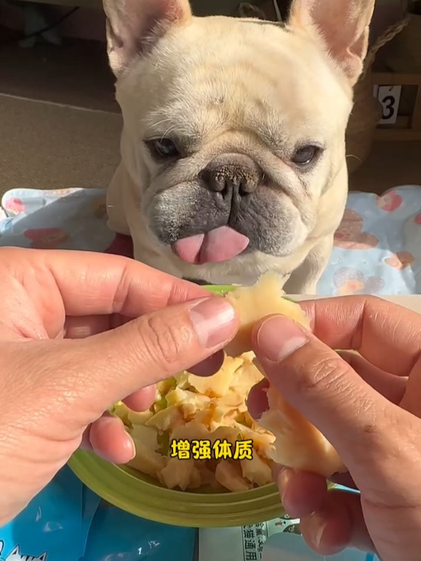 每天一包的鳕鱼片,小狗吃的营养又解馋