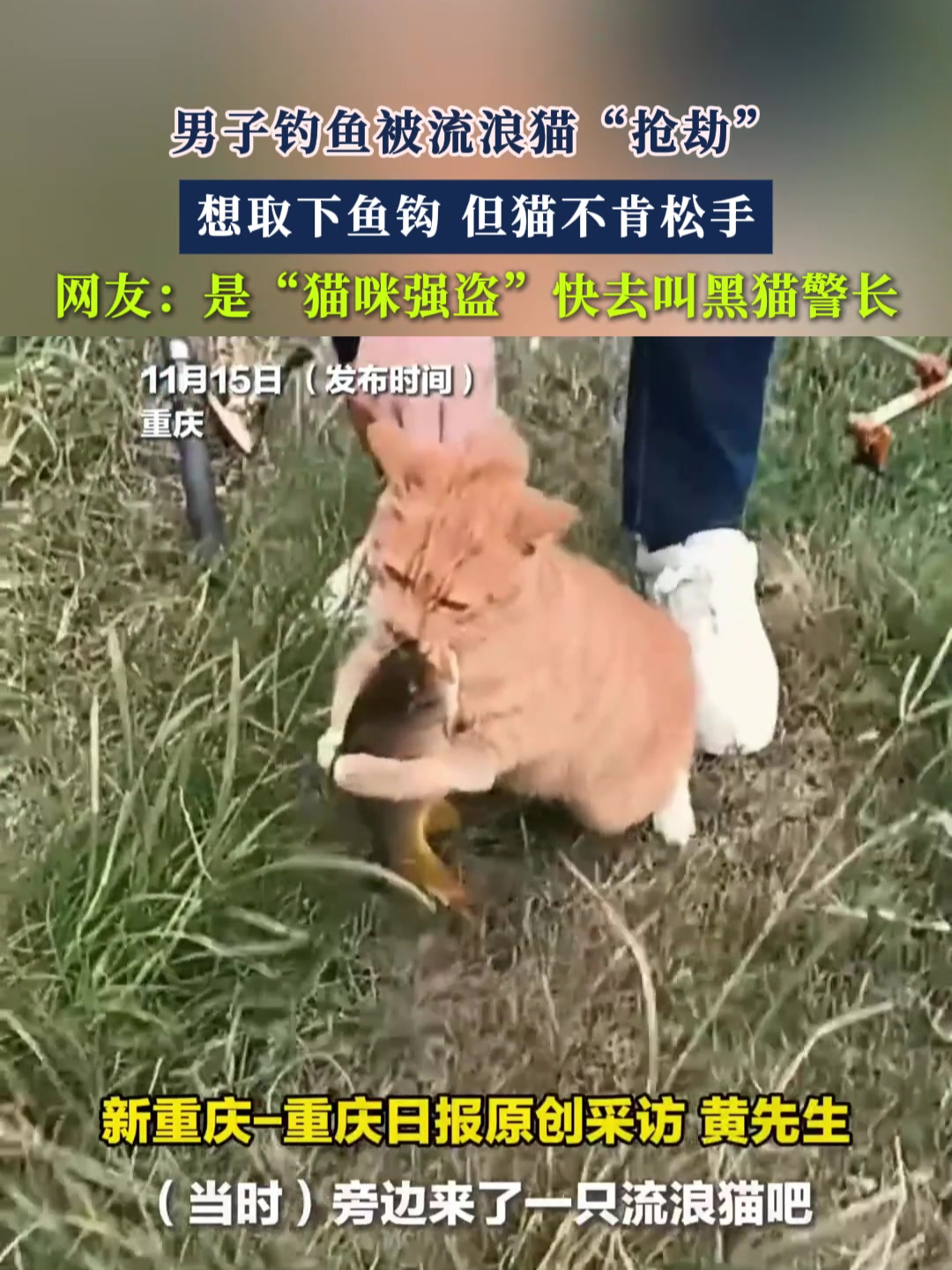 男子钓鱼被流浪猫“抢劫”想取下鱼钩 但猫不肯松手
