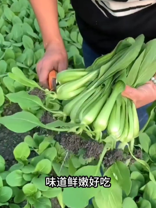 小白菜脆,比豆腐嫩,鸡毛菜耐寒营养丰富!
