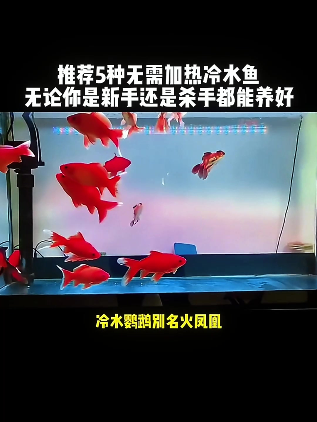 5种冬天自然过冬、好养的冷水鱼推荐!