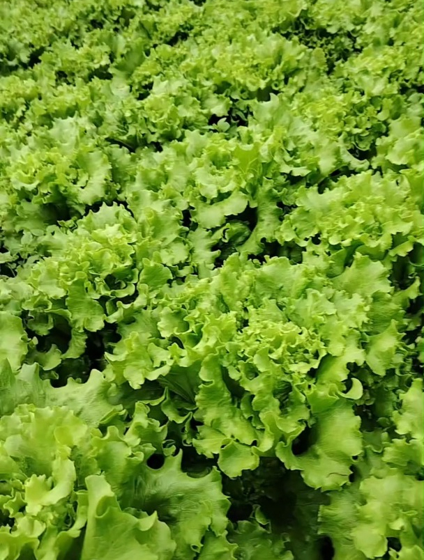 生菜几天发芽出土?