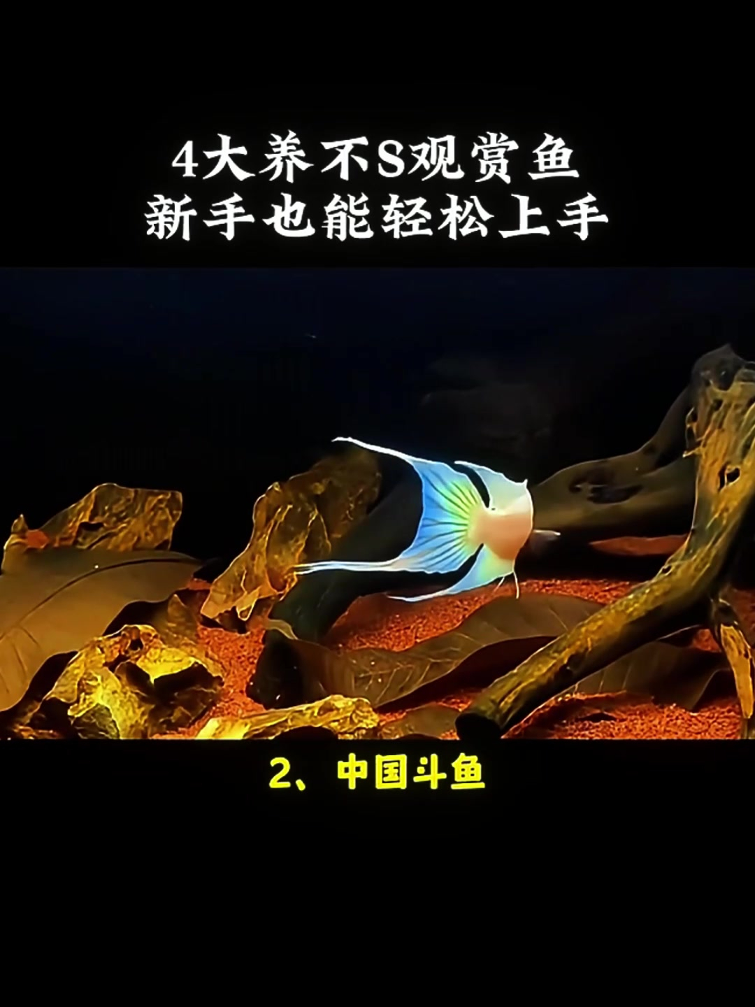 好养活的冷水观赏鱼,4种新手也能驾驭的鱼!