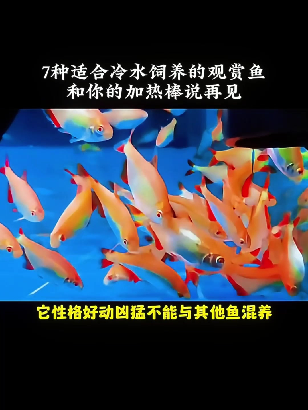 7种不用加热的冷水鱼,新手快来看看养过几种?