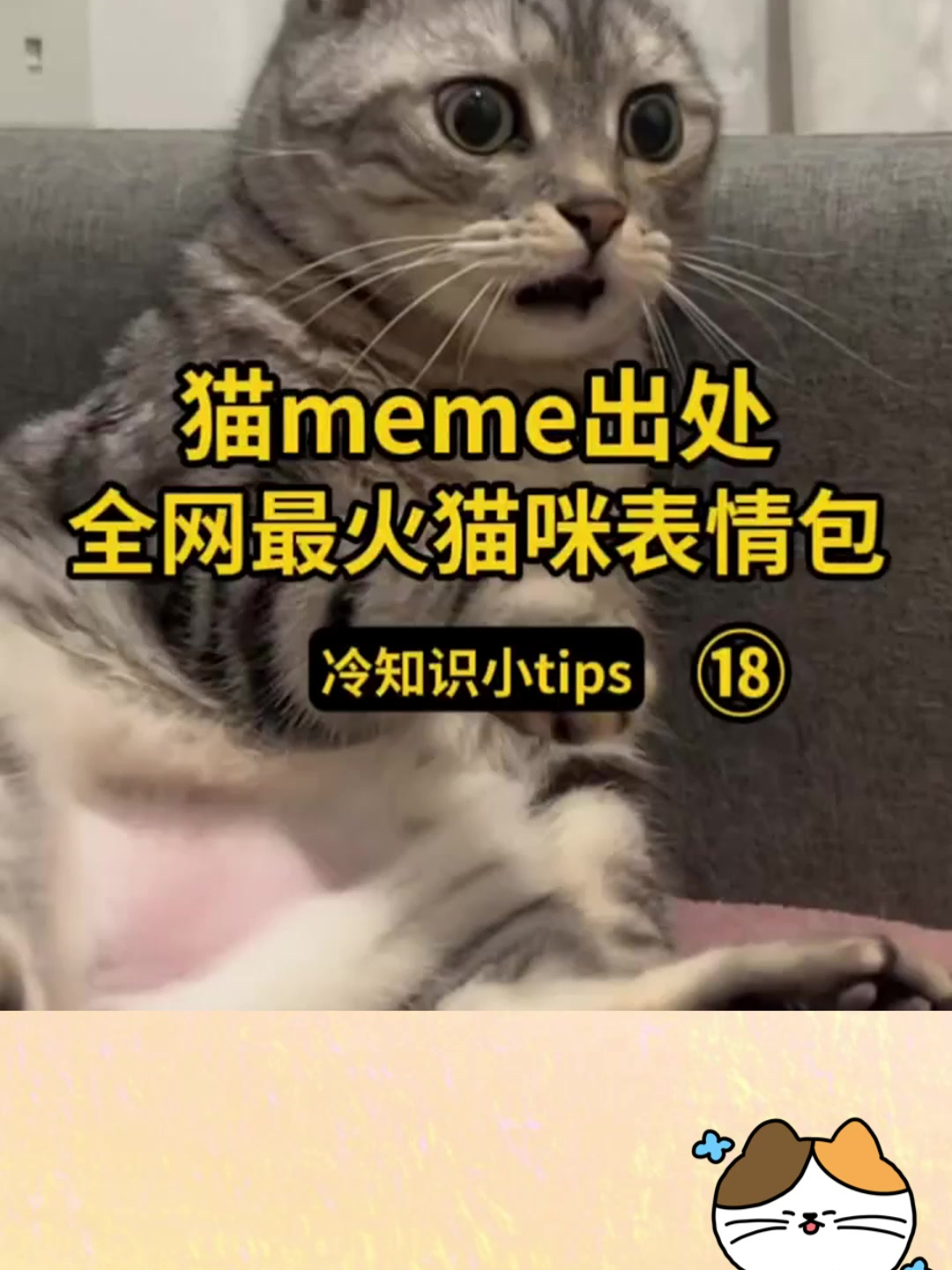 盘点全网最火猫meme表情包,出处都在哪?