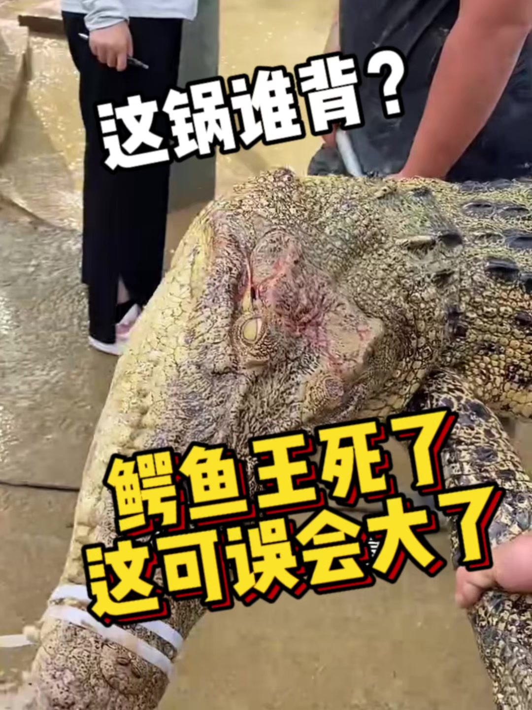 鳄鱼王噶了,这锅谁背?