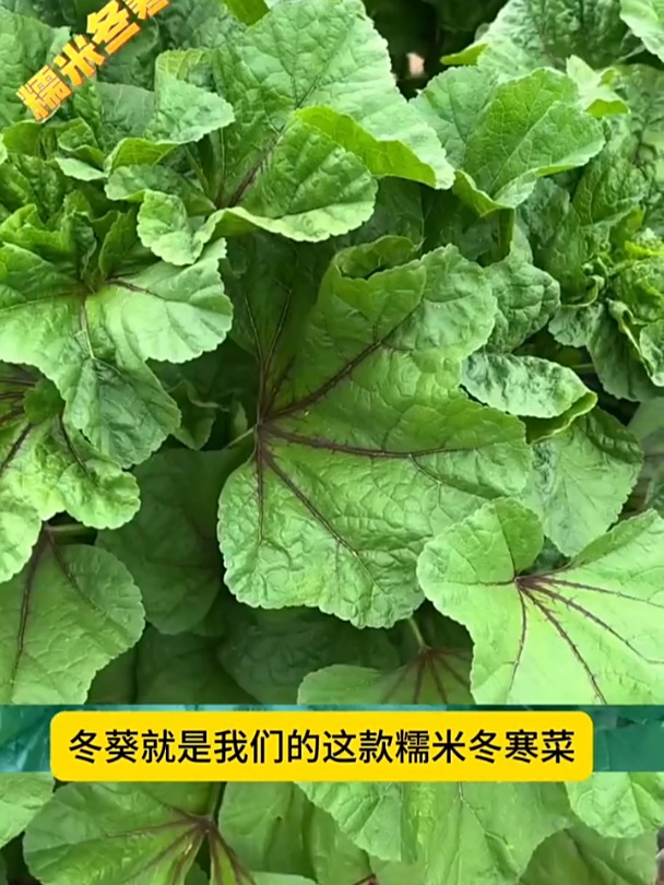 冬寒菜曾是“百菜之王”,有野菜的清香,用来煮粥味道一绝
