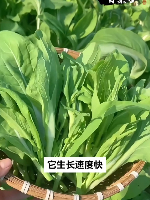 白菜苔属于耐寒性蔬菜,营养价值高,现在种开春就采收!